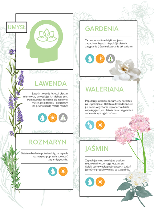 Rośliny wspomagające pracę mózgu | PURPOSE